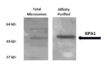 Western blot using anti-GPA1 antibodies